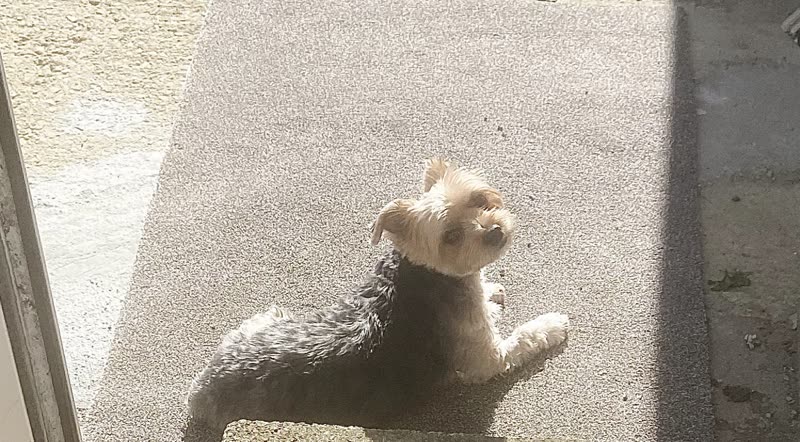 A small scruffy terrier sitting up on its hind legs on a sunlit path