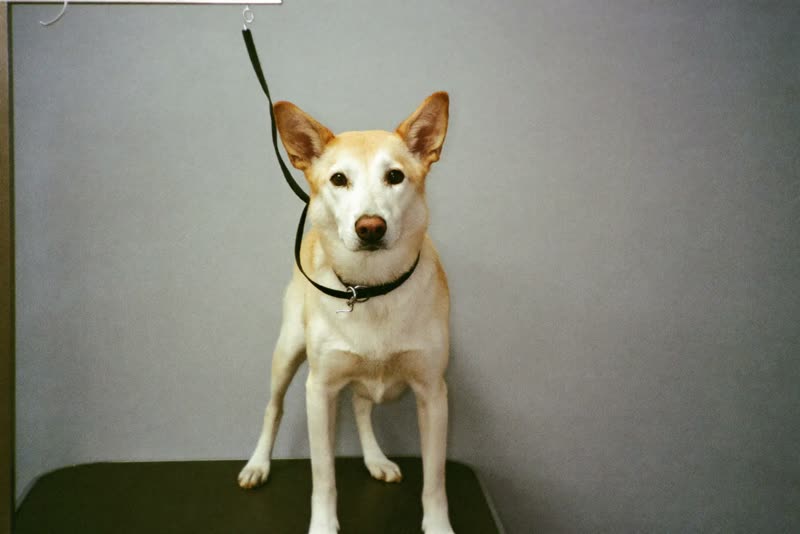 A calm dog standing on a grooming table waiting its turn